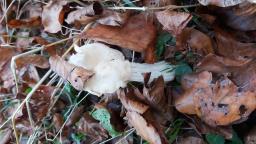 Helvella crispa