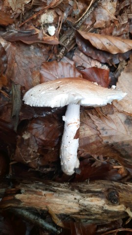 Lepiota ignivolvata