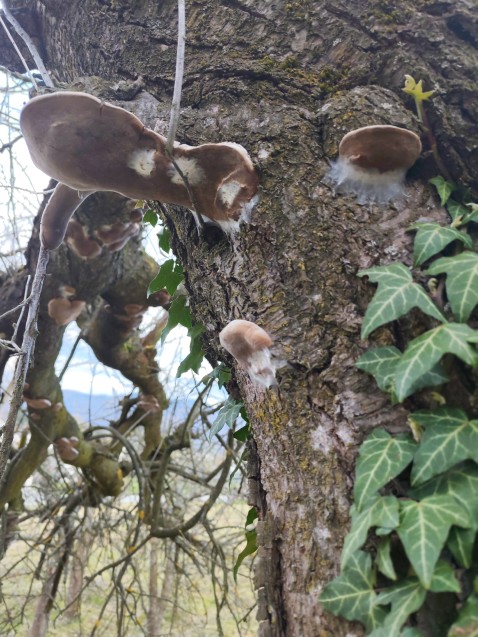 Phellinus pomaceus
