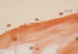 Conocybe rickenii