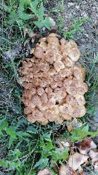 Armillaria mellea