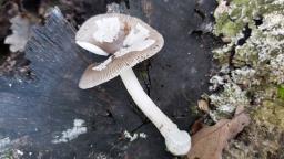 Amanita argentea