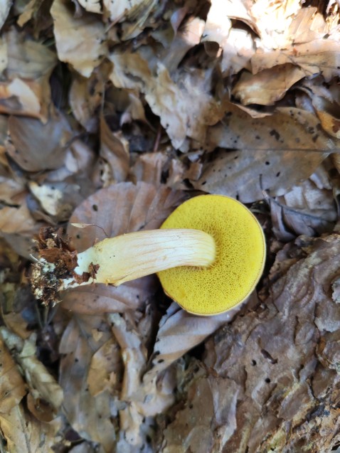 Xerocomus subtomentosus