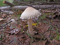 Lepiota clypeolaria