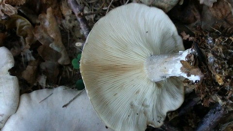 Clitocybe nebularis