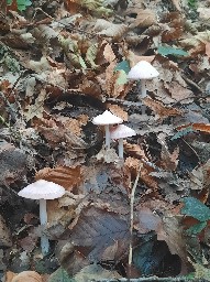 Mycena rosea