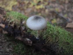 Pluteus salicinus