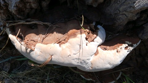 Ganoderma resinaceum