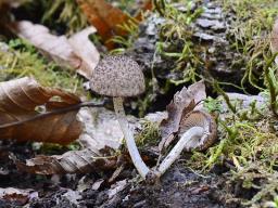 Cystoagaricus hirtosquamulosus