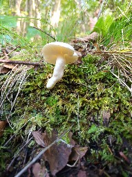 Hygrophorus cossus