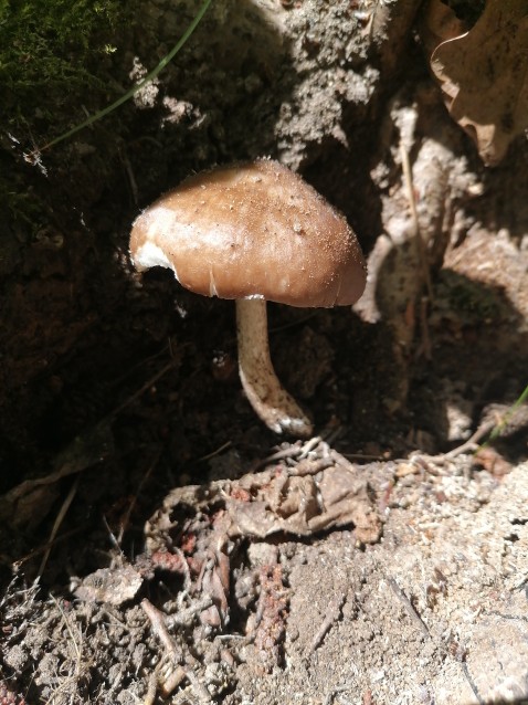 Pluteus cervinus