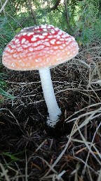 Amanita muscaria