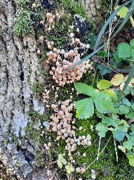 Coprinellus disseminatus