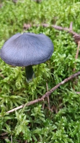 Entocybe nitida