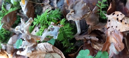 Craterellus undulatus