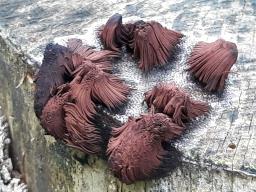 Stemonitis fusca