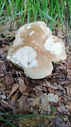 Boletus reticulatus