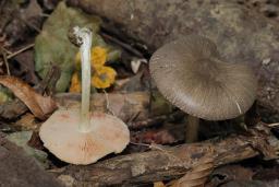 Pluteus ephebeus
