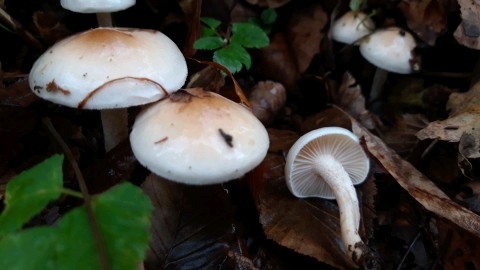 Hygrophorus lindtneri