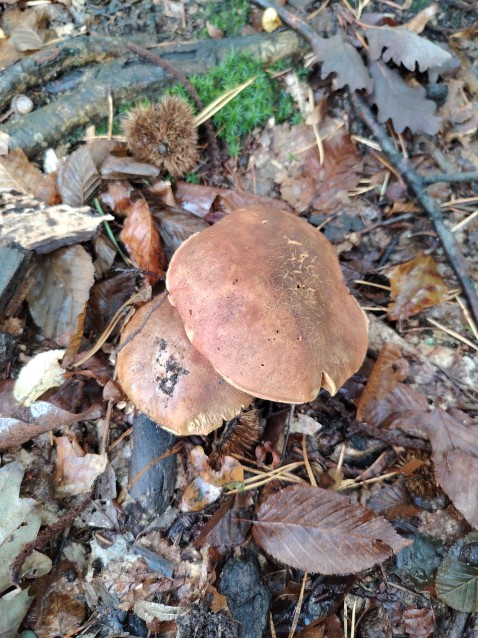 Butyriboletus appendiculatus