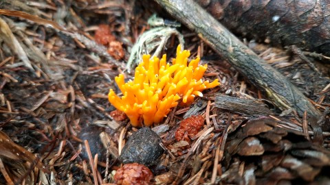 Calocera viscosa