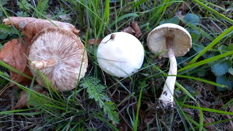 Leucoagaricus leucothites