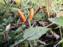 Cordyceps militaris