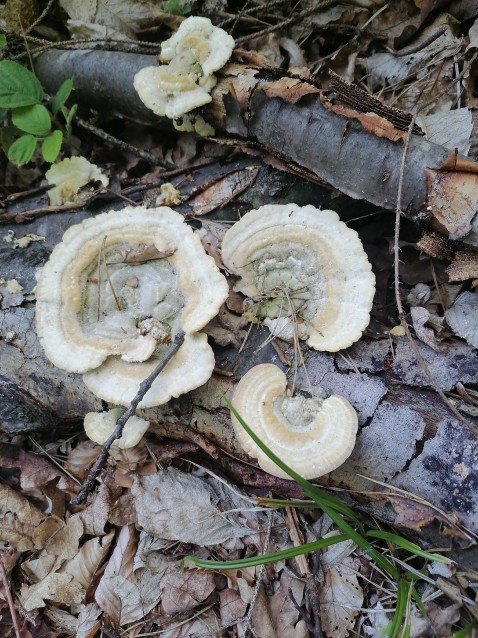 Trametes versicolor