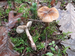 Tricholoma fucatum