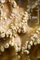 Lobaria pulmonaria