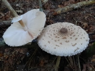 Macrolepiota procera