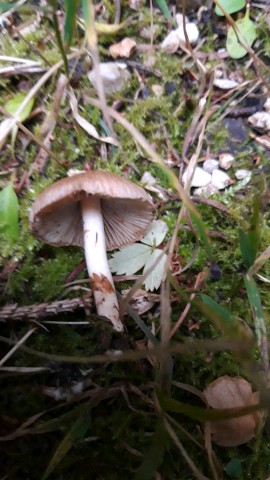 Inocybe