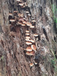 Xeromphalina campanella