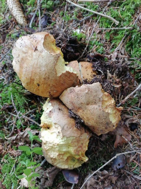 Butyriboletus appendiculatus