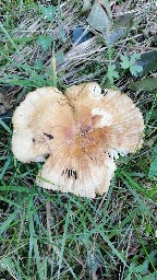 Russula grata