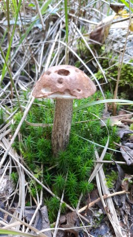 Leccinum scabrum