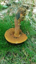 Neoboletus erythropus