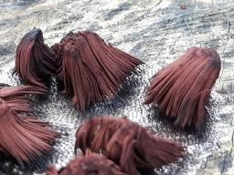 Stemonitis fusca