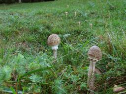 Macrolepiota procera