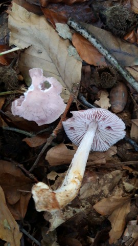 Mycena rosea