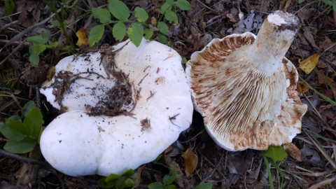 Lactifluus vellereus