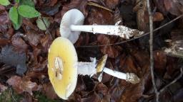 Amanita gemmata