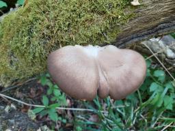 Pleurotus ostreatus