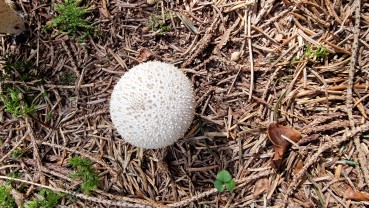 Lycoperdon perlatum