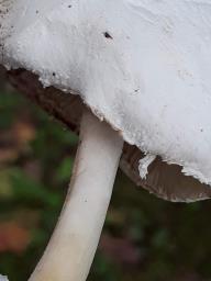 Leucocoprinus cretaceus