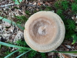 Paxillus involutus