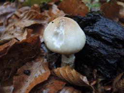 Lepiota ignivolvata