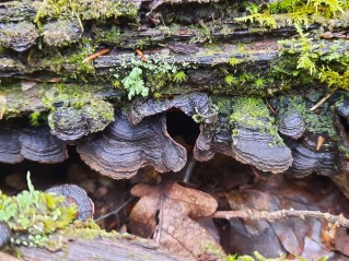Hymenochaete rubiginosa