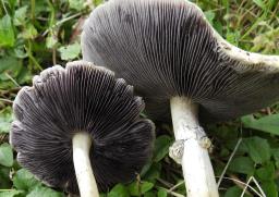 Stropharia rugosoannulata