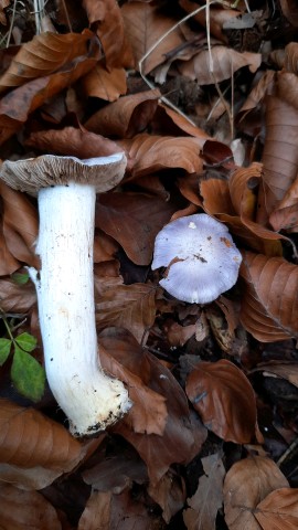 Cortinarius caerulescens